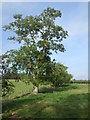 Field boundary with mature trees near Knockhill