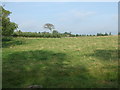 Grazing near Knockhill