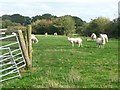 Sheep off Moss Lane West