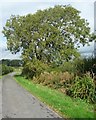 Roadside tree, Moss Lane West