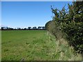 Field, Laighmuir