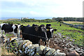 Cattle, Isle of Whithorn