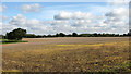 Stubble field north of Stanfield Road