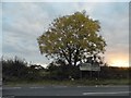 Tree on Amersham Road, Woodrow