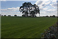 Trees in field on Hall Lands Farm