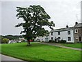 NY5123 : Tree on the Lower Green, Askham by Christine Johnstone