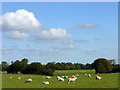 Sheep on Exted Farm