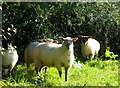 Sheep near Elham