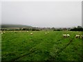 Footpath  through  Sheep  at  Low  Bellmanear