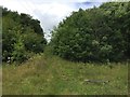 Bateswood SWT Reserve: steps up to the plateau