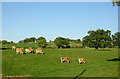 Grazing east of Upper Arley, Worcestershire