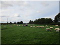 Sheep near Wellingley Grange