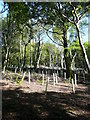 Replanting in Rough Hey Wood, Norland