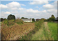 Waterbeach: bulrushes in Car Dyke