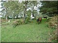 SU2916 : Half Moon Common, ponies by Mike Faherty