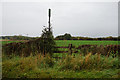 Footpath leading to Langthorne