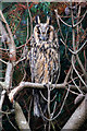 HP6209 : Long-eared Owl (Asio otus), Baltasound by Mike Pennington