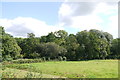 Meadow next to the River Yarty