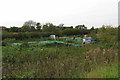 Allotments by Charbridge Lane