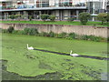 Two swans aswimming, Limehouse Cut