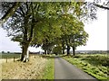 Tree lined road, Kirkbank