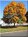 Cullompton: Sycamore tree