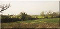 Trees along field boundary, Haresfield