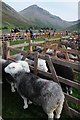 NY1808 :  Sheep at the Wasdale Head Show by Philip Halling