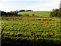 Cranslough Townland