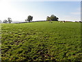 Mullyroddan Townland