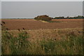 Notheastwards across the reeds from Neatgangs Lane, Goxhill