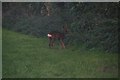 Roe deer crossing Neatgangs Lane, Goxhill