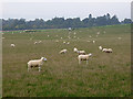 NT9253 : Field of sheep at Broadmeadows Home Farm by Oliver Dixon