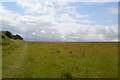 Grassland, Landport Bottom