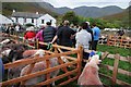 NY1808 : Herdwick sheep at the Wasdale Head Show by Philip Halling