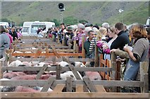 NY1808 : Pens of herdwick sheep at the Wasdale Head Show by Philip Halling