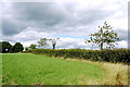 Hedgerow near Membury