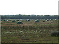 Pig farming off Worlington Road