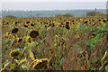 Sunflowers on Woodbirds Hill, Pitney