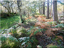 NH6762 : Minor forestry track from Agnes Hill into the Millbuie Forest by Julian Paren