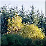 NH6762 : Gorse, pine and deciduous trees beside a track in the Millbuie Forest by Julian Paren