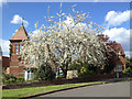 Double-flowered white cherry by All Saints Road, Emscote, Warwick