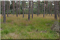 Pine woods, Hawley Common