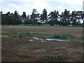 Farmland, Tuddenham