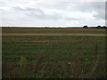 TL7770 : Crop field off the Icknield Way by JThomas