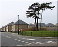 V-shaped tree, Bettesworth Road, Ryde