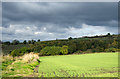 Field with emerging crop near to Coundon