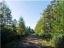 NH6660 : Minor forestry road across the Millbuie Forest by Julian Paren