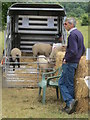 SP9210 : Some local sheep on display in Tring Park by Chris Reynolds
