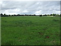 Farmland, Tostock